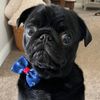 Sir_Henry_the_Pug