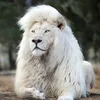 leao.branco58