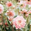 bloomingflower151