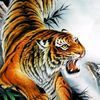 vctigerboy36