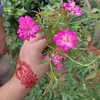 ummehabiba1456789