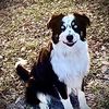 moosethe1aussieshepherd