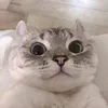 meow.yt62