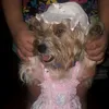 darcygirl384