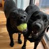 luna_de_doggo