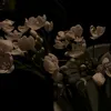 daat_19