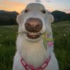 hello_paca_8