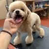 melygrooming
