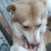 biscuitxchvbss