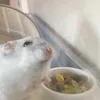 cutehamstermrshorty