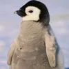 aftpenguin11