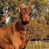 maximusthedoberman