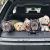 3dogsdreamteam