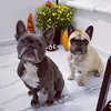 Turbo and Miami 💙🐶