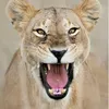 leoncita.8