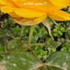 اسير الصمت الفيفي
