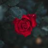 shahanshahan603