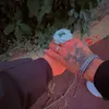 tytmalik1