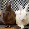 crazybunnylady48