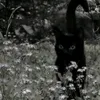 ilove_meowskii1