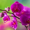 utha__2