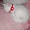 milou532