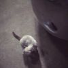 pppunch_7