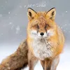 syafe_3