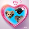 meowassicworld