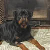 sandrine.snowrottweiler