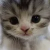 imcatlover6
