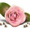 mbeer_219