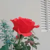 elizabetebete303