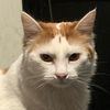 fawn.the.cat