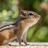 ilove_chipmunks_345