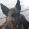 rosoooo6