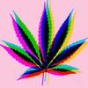 queen_kush2