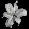 serenity_1111_