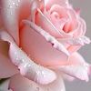 usermt08h1fgpq2527
