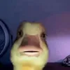 toanlcaaa