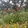 coquelicot2406