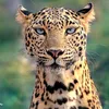 animals.wildlife1