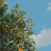 zarema_272