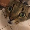 tigerfamilyadventures