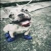 tmusicgoat