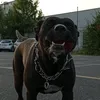 bagheerathebandog