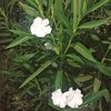 perl_23rara_83