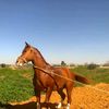 naserbelhaj477