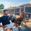 Trại Gà Tùng Kinh 3.
