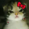 kittyshark_